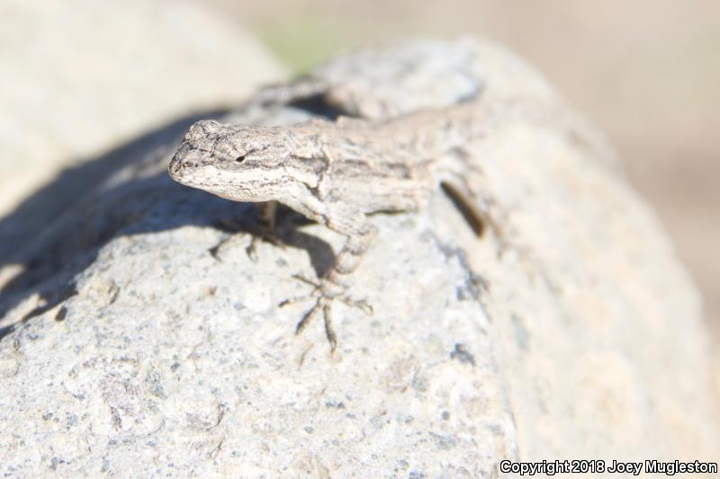 Schott's Tree Lizard (Urosaurus ornatus schottii)