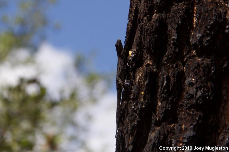 Schott's Tree Lizard (Urosaurus ornatus schottii)