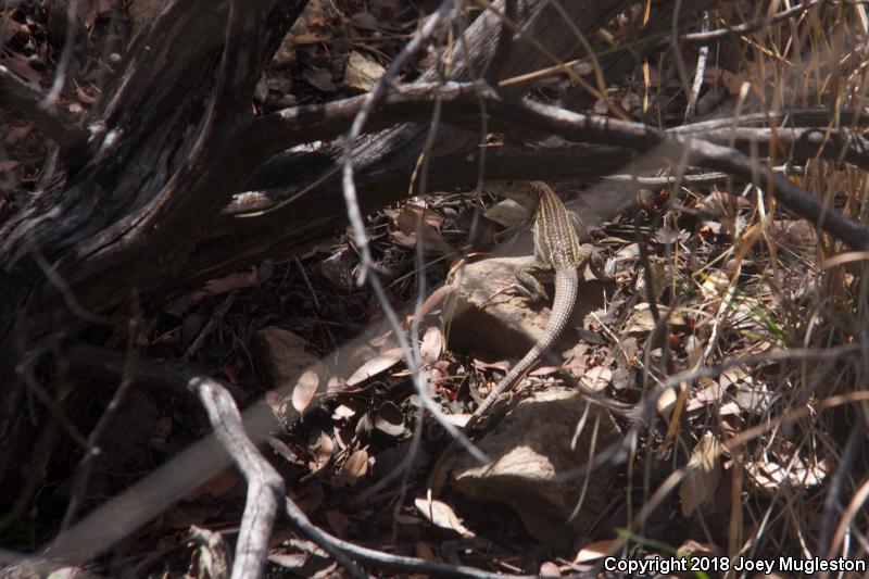 Canyon Spotted Whiptail (Aspidoscelis burti)