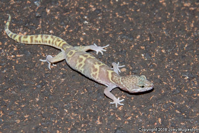 Utah Banded Gecko (Coleonyx variegatus utahensis)