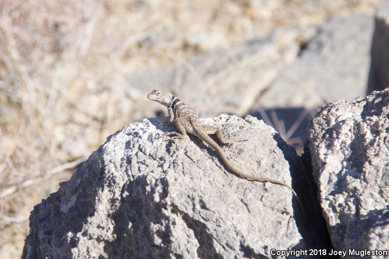 Great Basin Collared Lizard (Crotaphytus bicinctores)