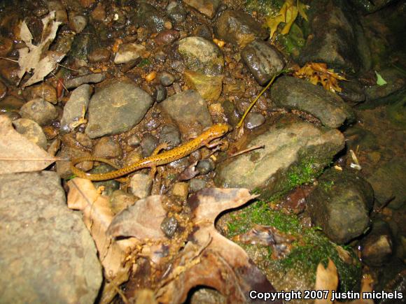 Long-tailed Salamander (Eurycea longicauda)