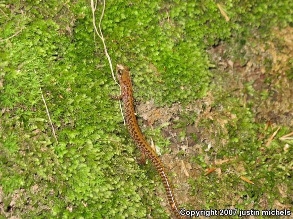 Long-tailed Salamander (Eurycea longicauda)