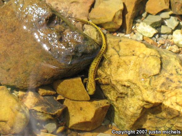 Long-tailed Salamander (Eurycea longicauda)