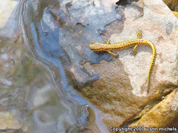 Long-tailed Salamander (Eurycea longicauda)