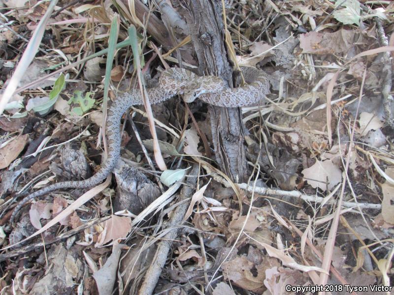 Great Plains Ratsnake (Pantherophis emoryi)