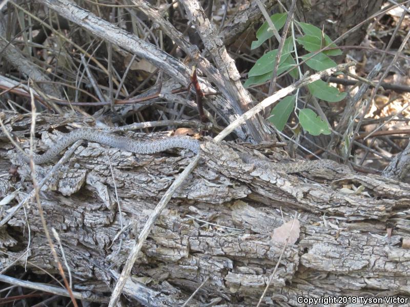 Great Plains Ratsnake (Pantherophis emoryi)