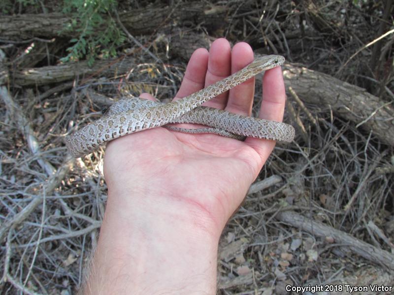 Great Plains Ratsnake (Pantherophis emoryi)