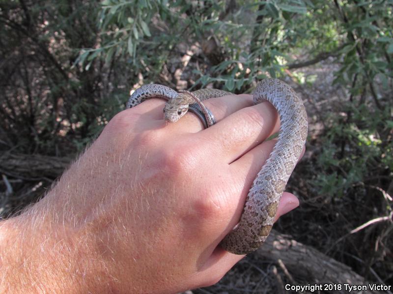 Great Plains Ratsnake (Pantherophis emoryi)