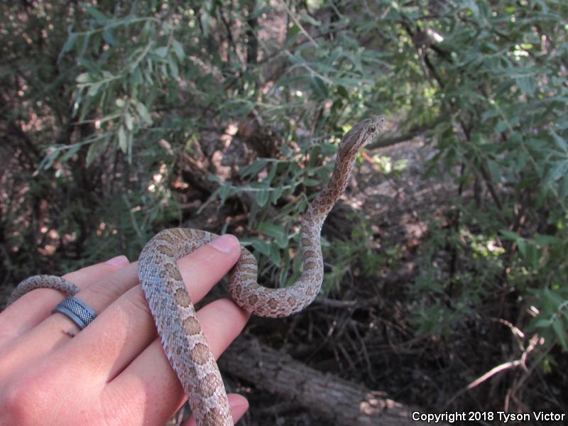 Great Plains Ratsnake (Pantherophis emoryi)