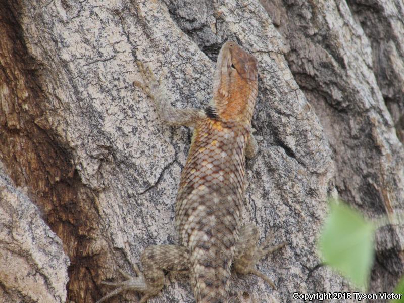 Orange-headed Spiny Lizard (Sceloporus magister cephaloflavus)