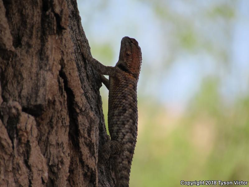 Orange-headed Spiny Lizard (Sceloporus magister cephaloflavus)