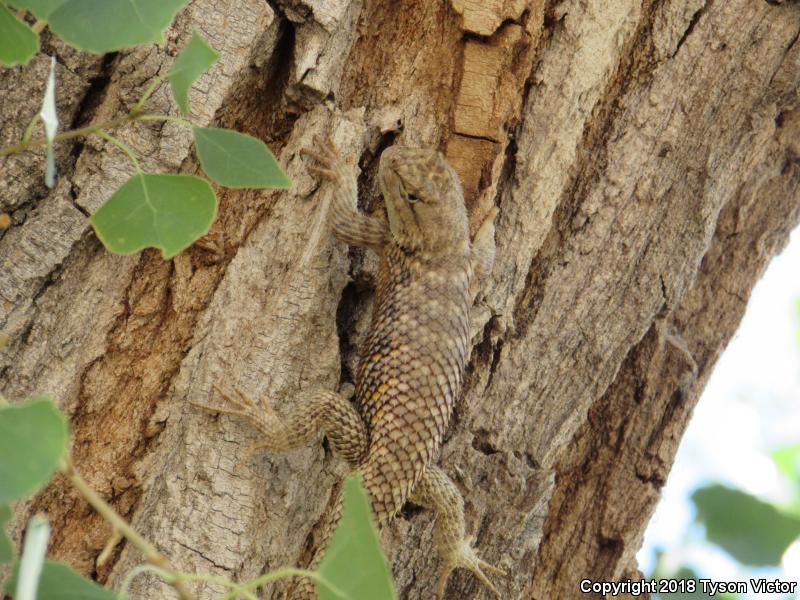 Orange-headed Spiny Lizard (Sceloporus magister cephaloflavus)