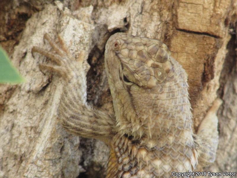 Orange-headed Spiny Lizard (Sceloporus magister cephaloflavus)