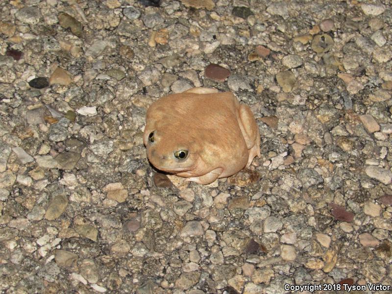 Plains Spadefoot (Spea bombifrons)