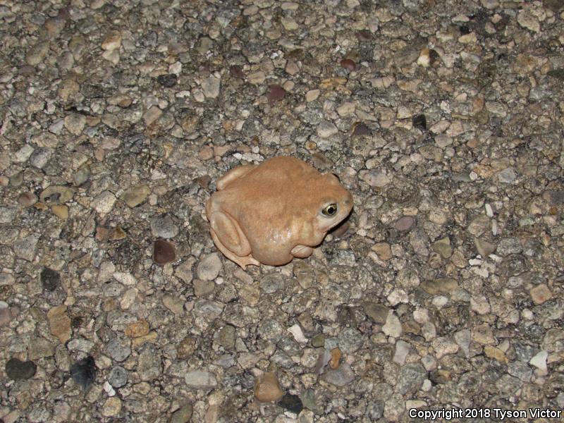 Plains Spadefoot (Spea bombifrons)