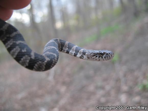 Northern Watersnake (Nerodia sipedon)