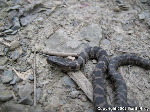 Northern Watersnake (Nerodia sipedon)