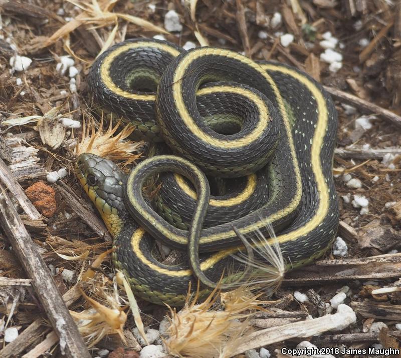 Santa Cruz Gartersnake (Thamnophis atratus atratus)