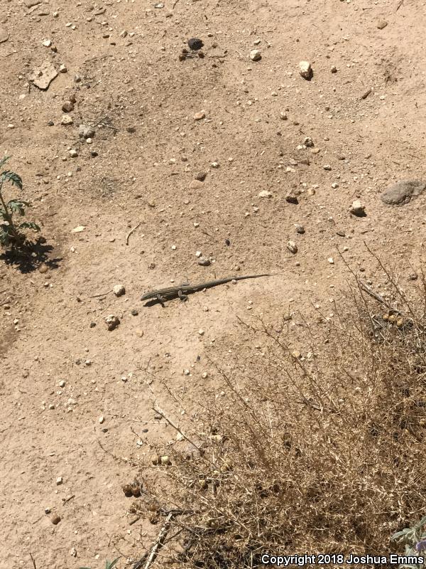 New Mexico Whiptail (Aspidoscelis neomexicana)