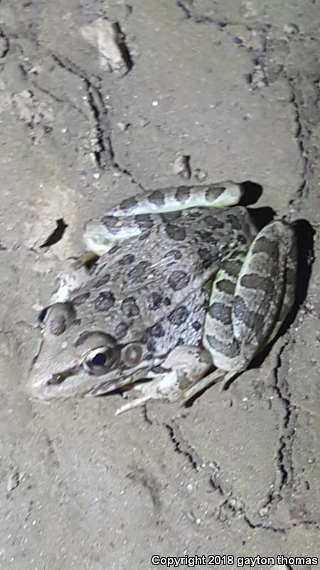 Lowland Leopard Frog (Lithobates yavapaiensis)