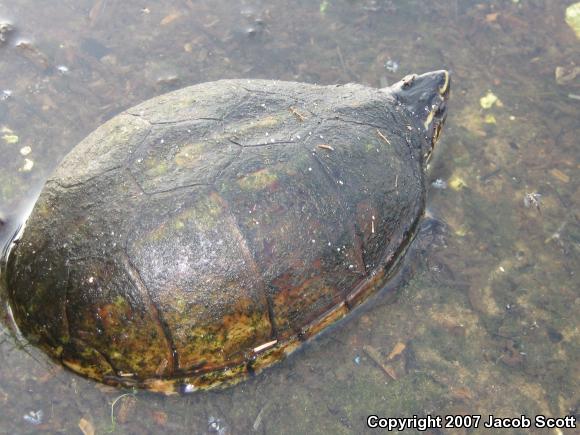 Striped Mud Turtle (Kinosternon baurii)