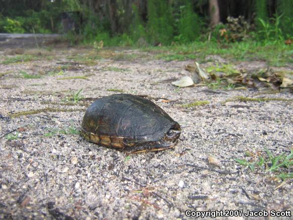 Striped Mud Turtle (Kinosternon baurii)