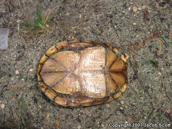 Striped Mud Turtle (Kinosternon baurii)