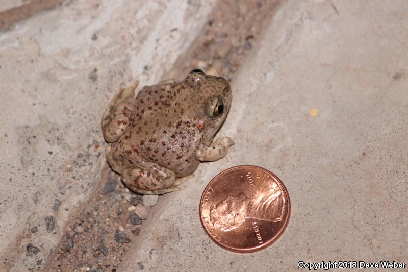 Mexican Spadefoot (Spea multiplicata)