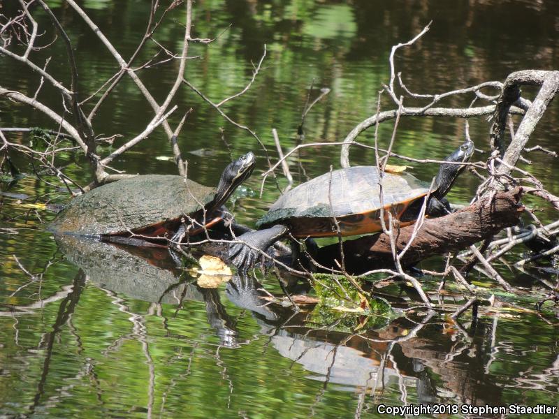 Northern Red-bellied Cooter (Pseudemys rubriventris)