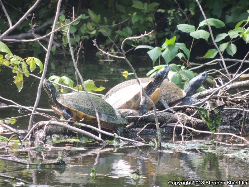 Northern Red-bellied Cooter (Pseudemys rubriventris)