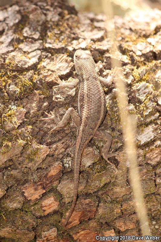 Slevin's Bunchgrass Lizard (Sceloporus slevini)