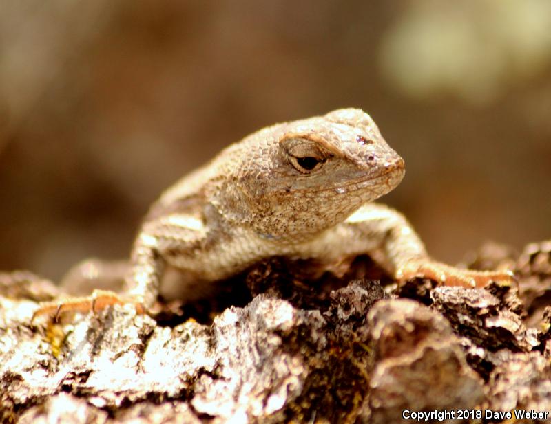 Slevin's Bunchgrass Lizard (Sceloporus slevini)