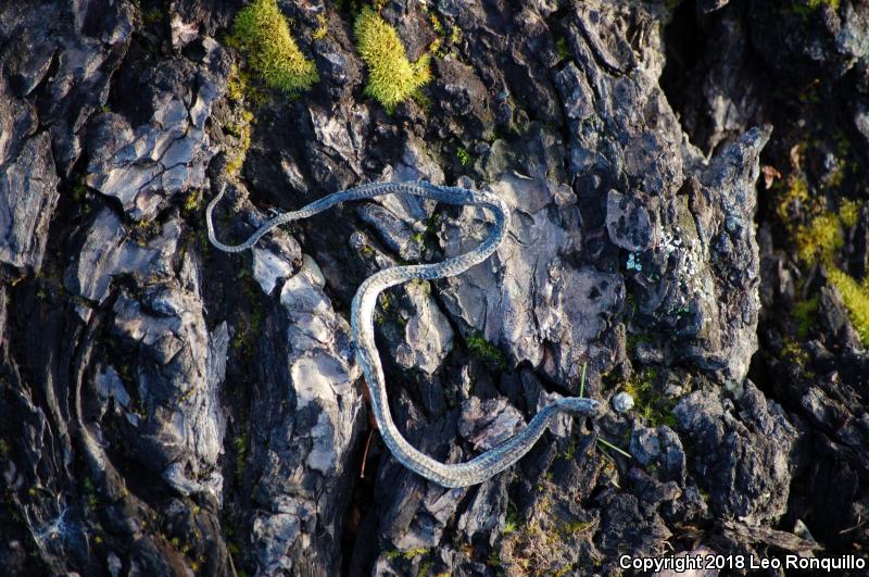 Puget Sound Gartersnake (Thamnophis sirtalis pickeringii)