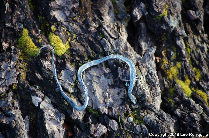 Puget Sound Gartersnake (Thamnophis sirtalis pickeringii)