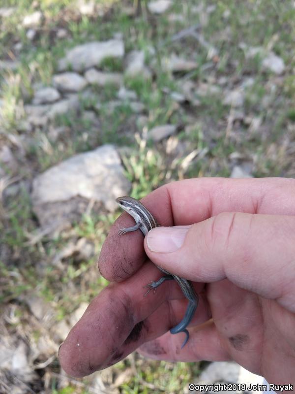 Variable Skink (Plestiodon multivirgatus epipleurotus)