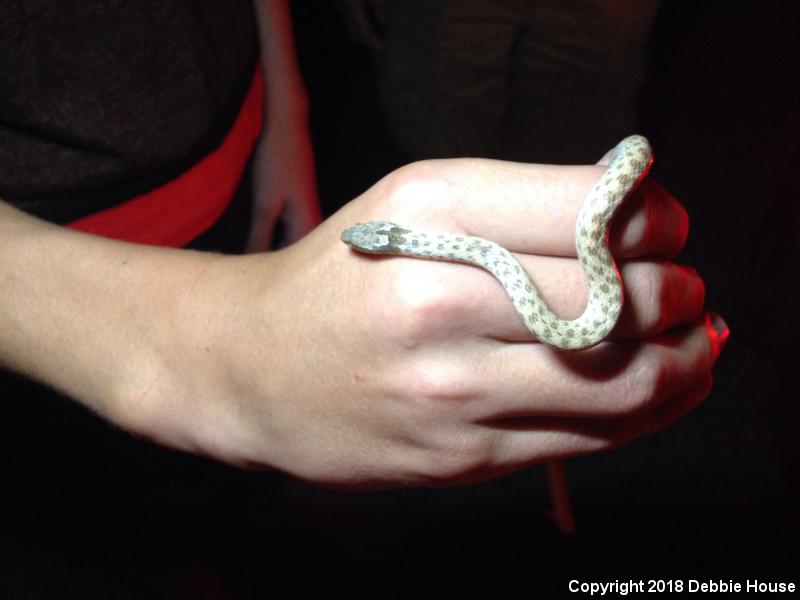 Desert Nightsnake (Hypsiglena chlorophaea deserticola)