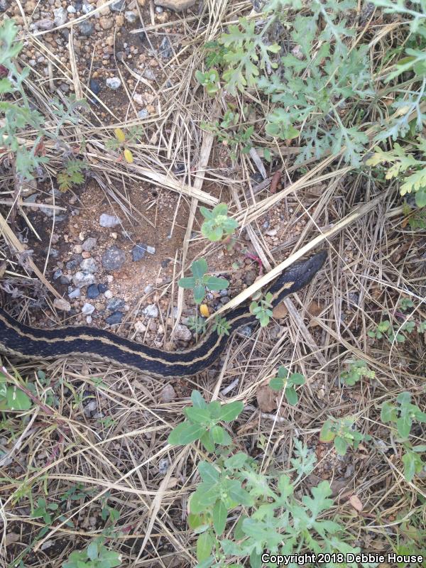 Mountain Gartersnake (Thamnophis elegans elegans)