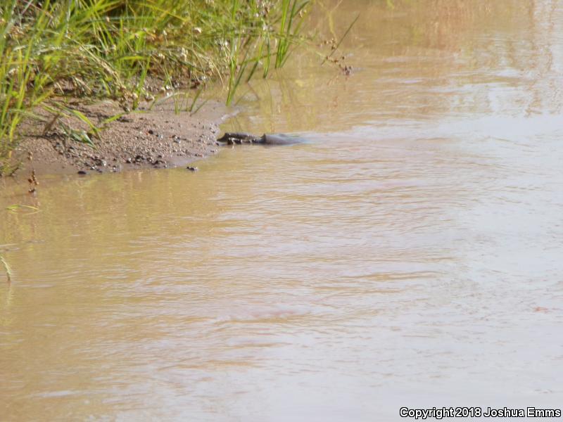 Texas Spiny Softshell (Apalone spinifera emoryi)