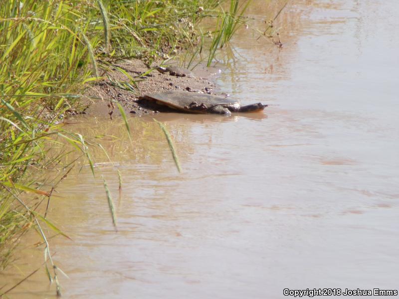 Texas Spiny Softshell (Apalone spinifera emoryi)