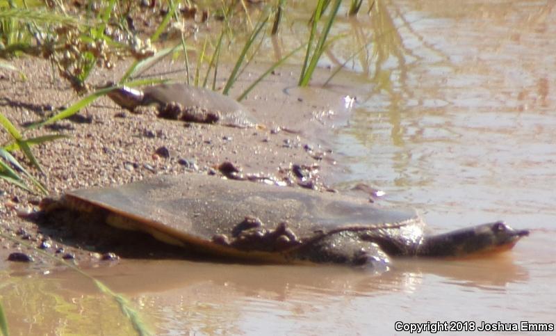 Texas Spiny Softshell (Apalone spinifera emoryi)