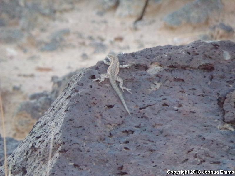 Eastern Side-blotched Lizard (Uta stansburiana stejnegeri)