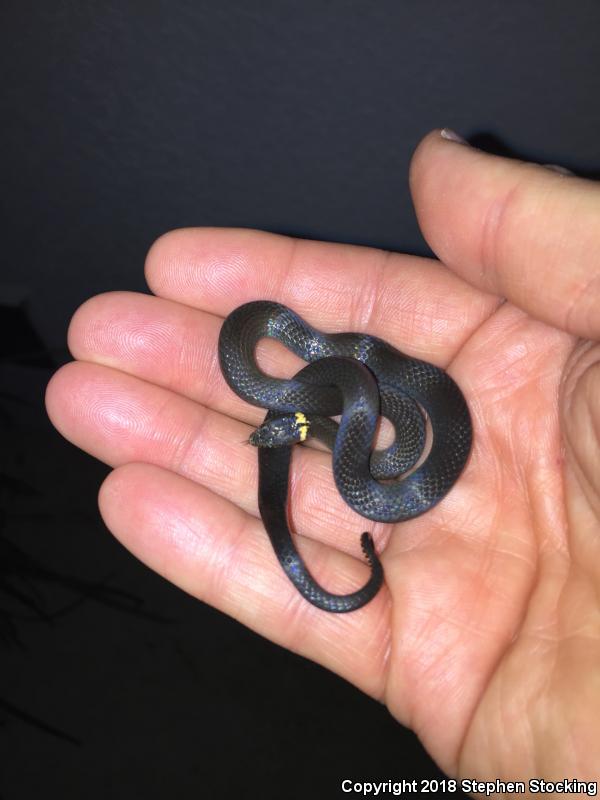 Southern Ring-necked Snake (Diadophis punctatus punctatus)