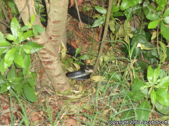 Southern Black Racer (Coluber constrictor priapus)