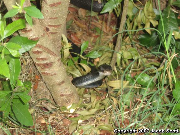 Southern Black Racer (Coluber constrictor priapus)