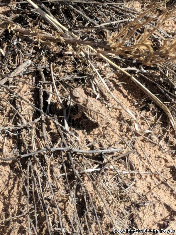 Hernandez's Short-horned Lizard (Phrynosoma hernandesi hernandesi)