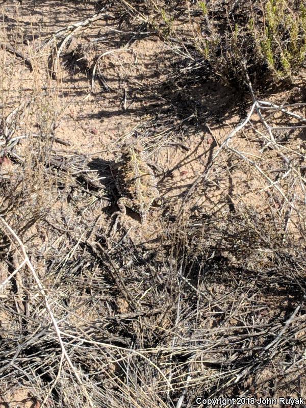 Hernandez's Short-horned Lizard (Phrynosoma hernandesi hernandesi)