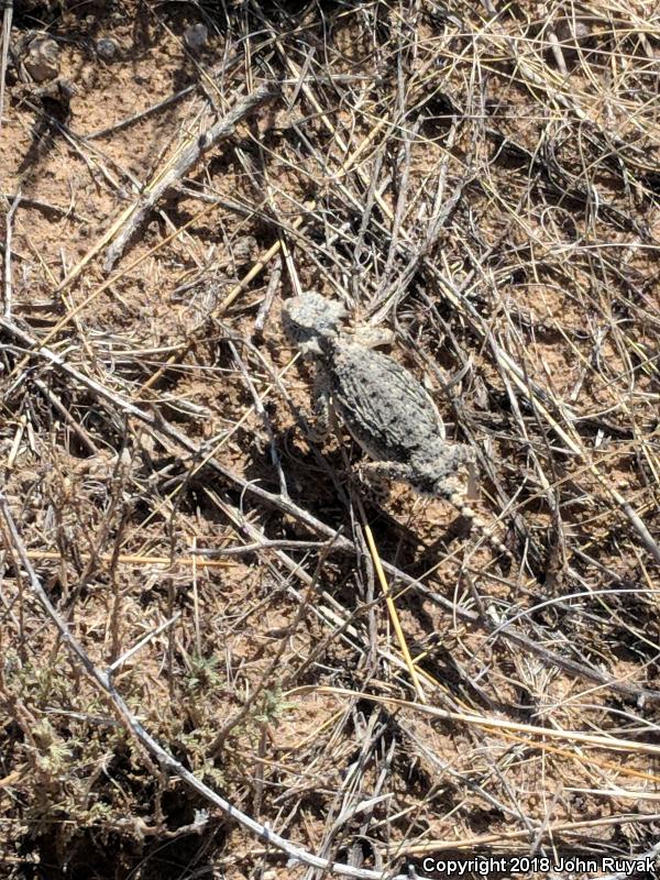 Round-tailed Horned Lizard (Phrynosoma modestum)