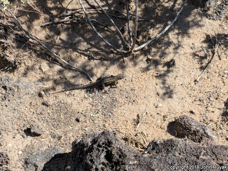 Eastern Side-blotched Lizard (Uta stansburiana stejnegeri)