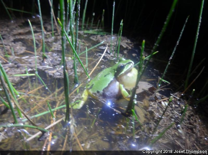 Arizona Treefrog (Hyla wrightorum)